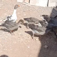 جوجه غاز بالغ