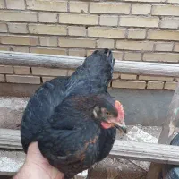 جوجه خروس طبیعی و بوقلمون