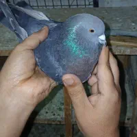 فروش سه کفتر