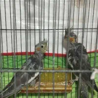 2 جوجه عروس هلندی دو ماهه