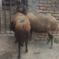 گوسفند