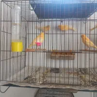 جوجه موزایکی های تازه دون خور