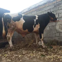 گاو گوشتی|حیوانات مزرعه|اصلاندوز, |دیوار