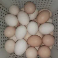 تخم مرغ مرندی اصل(نطفه دار)