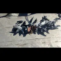 دسته مسافتی پرنده