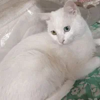 ترکیش وان