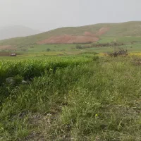 زمین کشاورزی کاشت سیب زمینی شراکتی