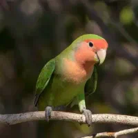 طوطی کوتوله برزیلی