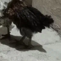 تعداد۸۰عدد جوجه فروشی