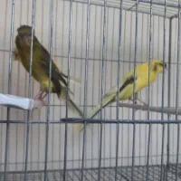 قناری رسمی بلند
