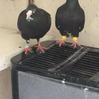 ی جفت قره جفت ب شرط جوجه