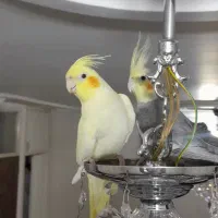 عروس هلندی