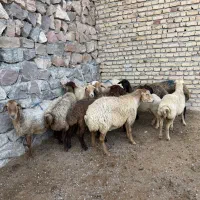 یازده راس گوسفند هترو