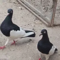 کفتر