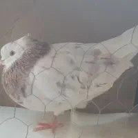 کبوتر کفتر سرور نر
