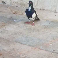 کفتر