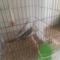 عروس هلندی یکساله ماده ونر