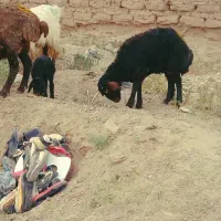 میش و بره