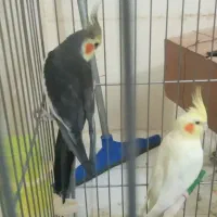 عروس هلندی