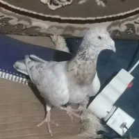 کبوتر کفترسرول یا سرور
