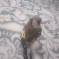 سره ماده