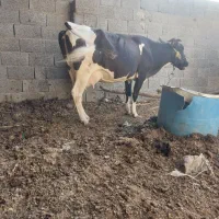 گاوشیری باگوساله نرسمینتال