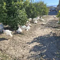 فروشی بوقلمون بیوتی گوشتی