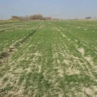 فروش-یک-هکتارکشاورزی-تک-برگ-کمربندی-عاشورا