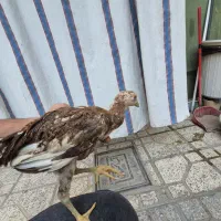 مرغ و خروس