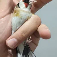 سهره نر چونه سفید پنجه سفید