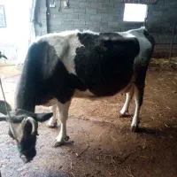 گاو|حیوانات مزرعه|خان ببین, |دیوار