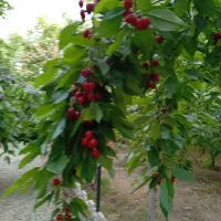 گیلاس کوهسار کرج