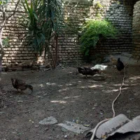 حیوانات مزرعه