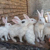 خرگوش فروشی