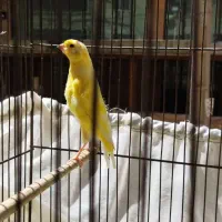 قناری ماده اماده