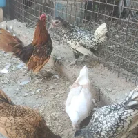 مرغ و خروس مینیاتوری