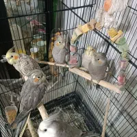 فروش عروس هلندی دستی .