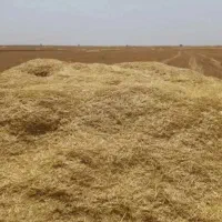 کاه نرم با گونی ۱۳ هزار