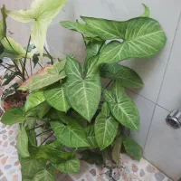 گل طبیعی