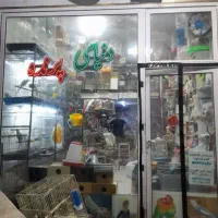 کاسکو شاه طوطی خورشیدی مانگو گیرینجیک راهب عروس