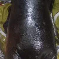 هیزه