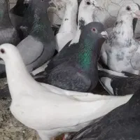 کفتر بوم یک تیپ