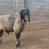 قوچ بختیاری