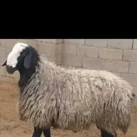 قصاب سیار در سراسر پرند