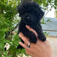 توی پوودلل بلک