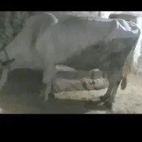 گاو