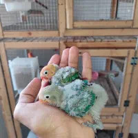سه عدد طوطی کوتوله برزیلی سرلاکی
