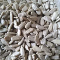 مغز افتابگردان خام