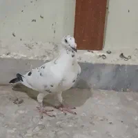 گوره پلاکی