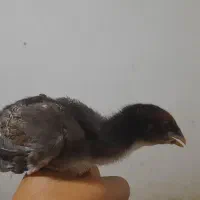 جوجه اردک و جوجه لاری و
